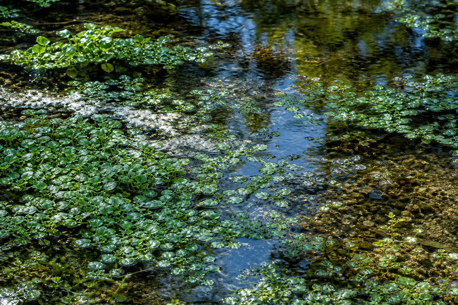 Plan eau clair peu profond avec cresson fontaine poussant dans eau courante feuilles vertes flottantes