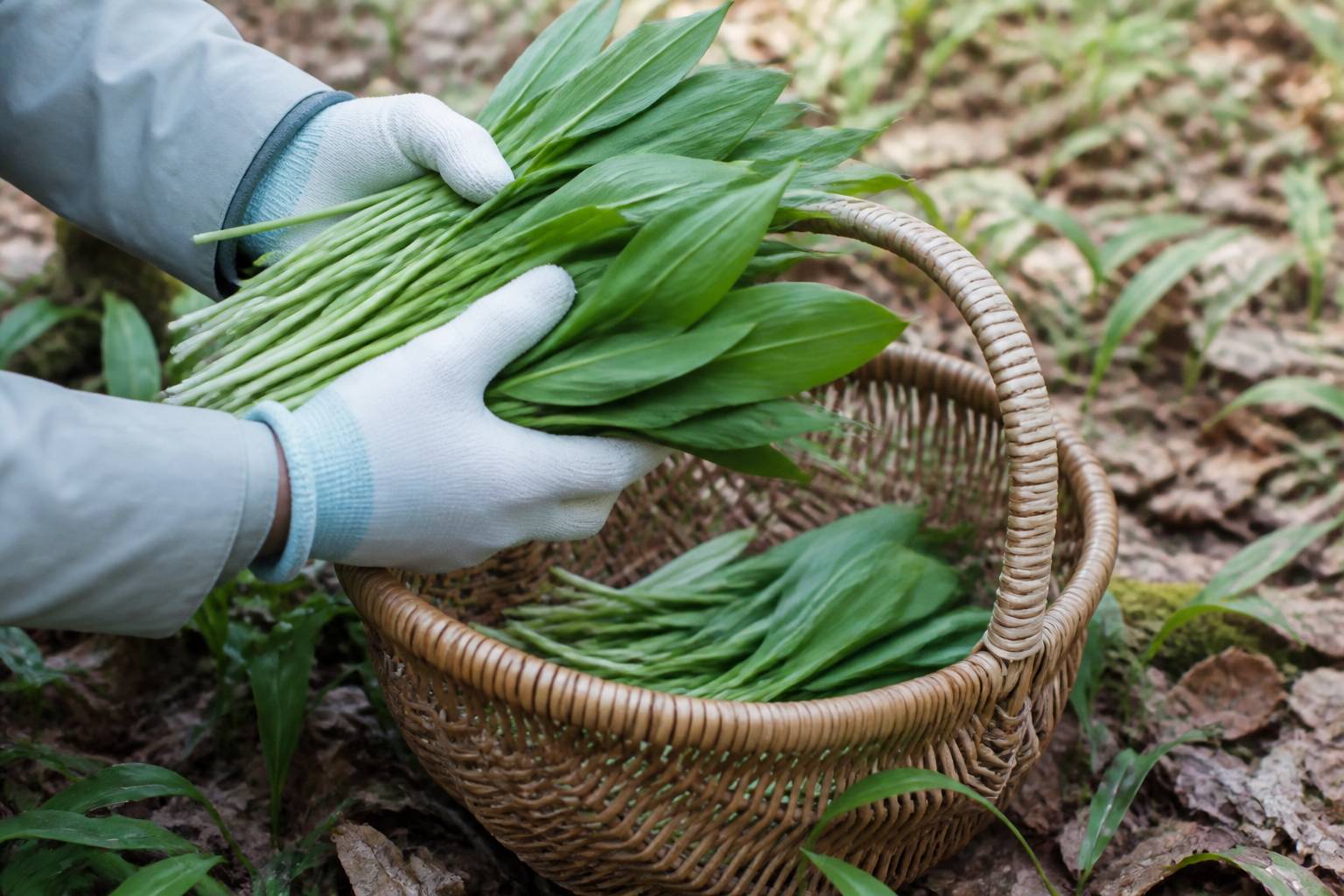 Mains gantées tenant des feuilles d'ail des ours cueillies au-dessus d'un panier en osier en sous-bois