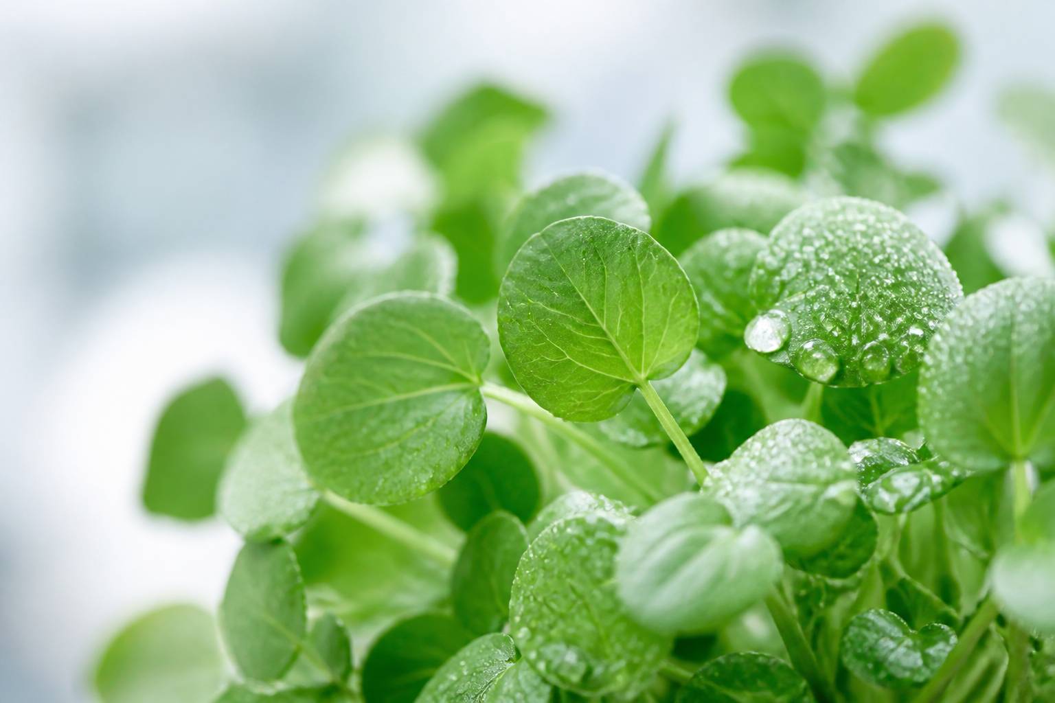Bouquet de feuilles de cresson fraîches avec gouttelettes d'eau