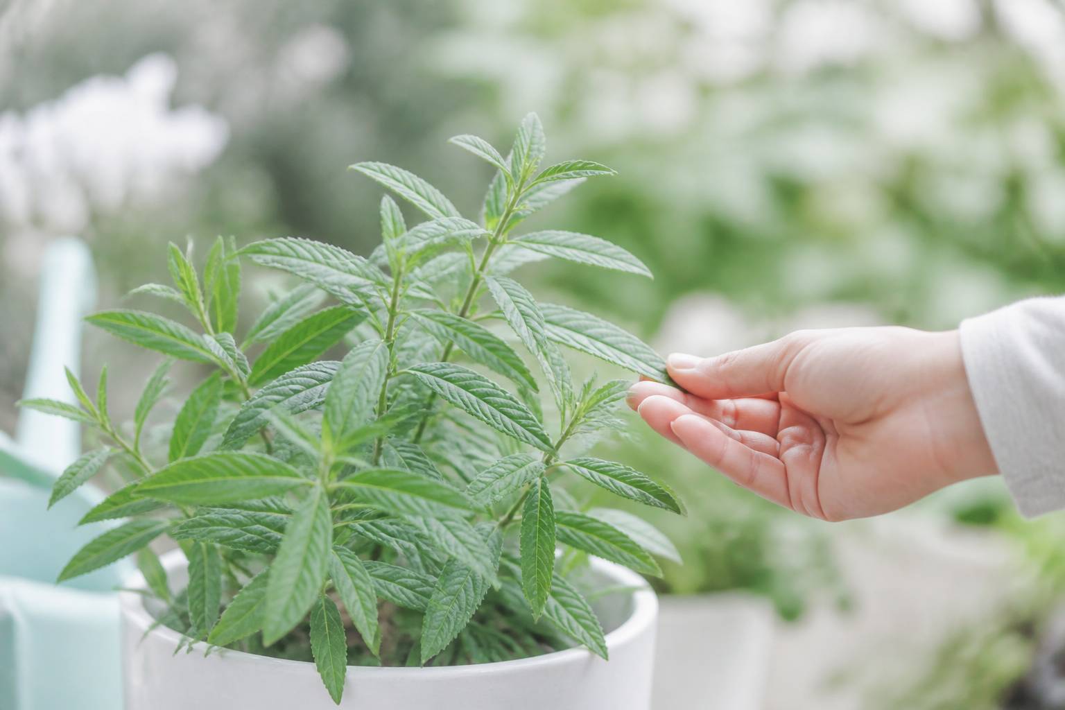 Feuilles de verveine citronnelle sur une plante en pot au jardin