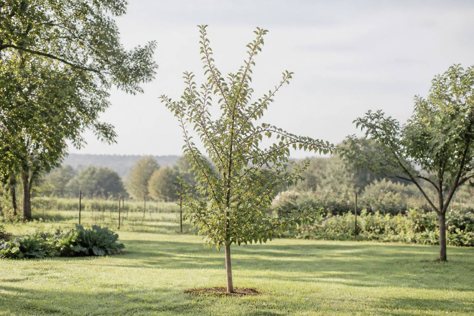 La mirabelle : guide pratique pour la cultiver et la savourer, La mirabelle au jardin